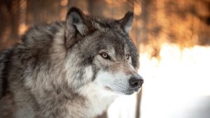 Thumbnail voor Hardloopster gewond na vermoedelijke wolvenaanval op de Hoge Veluwe: 'Hij bleef ons volgen'