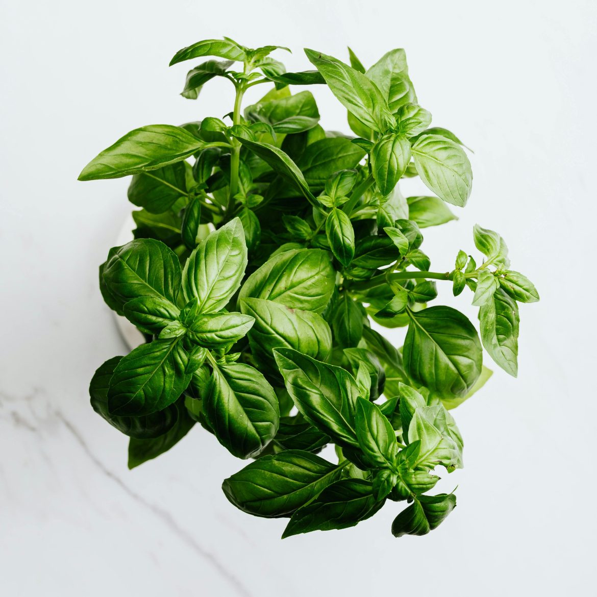 basilicumplant