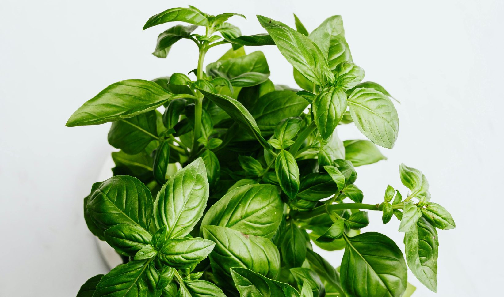 basilicumplant