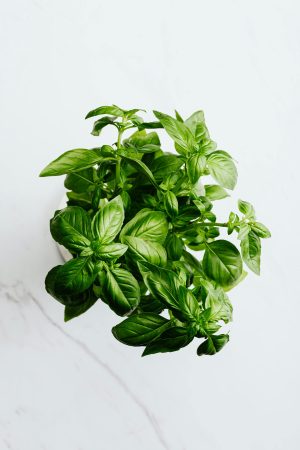 Thumbnail voor Zó houd je je supermarkt-basilicumplant in leven (en dit moet je vooral niet doen)