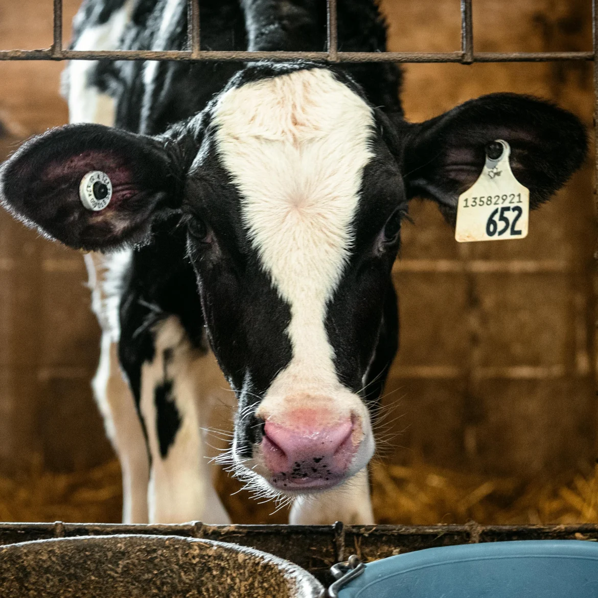 Wakker Dier beschuldigt deze drie ‘Boer zoekt vrouw’-boeren van dierenleed: 'Kalfjes de dupe'