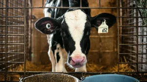 Thumbnail voor Wakker Dier beschuldigt deze drie ‘Boer zoekt vrouw’-boeren van dierenleed