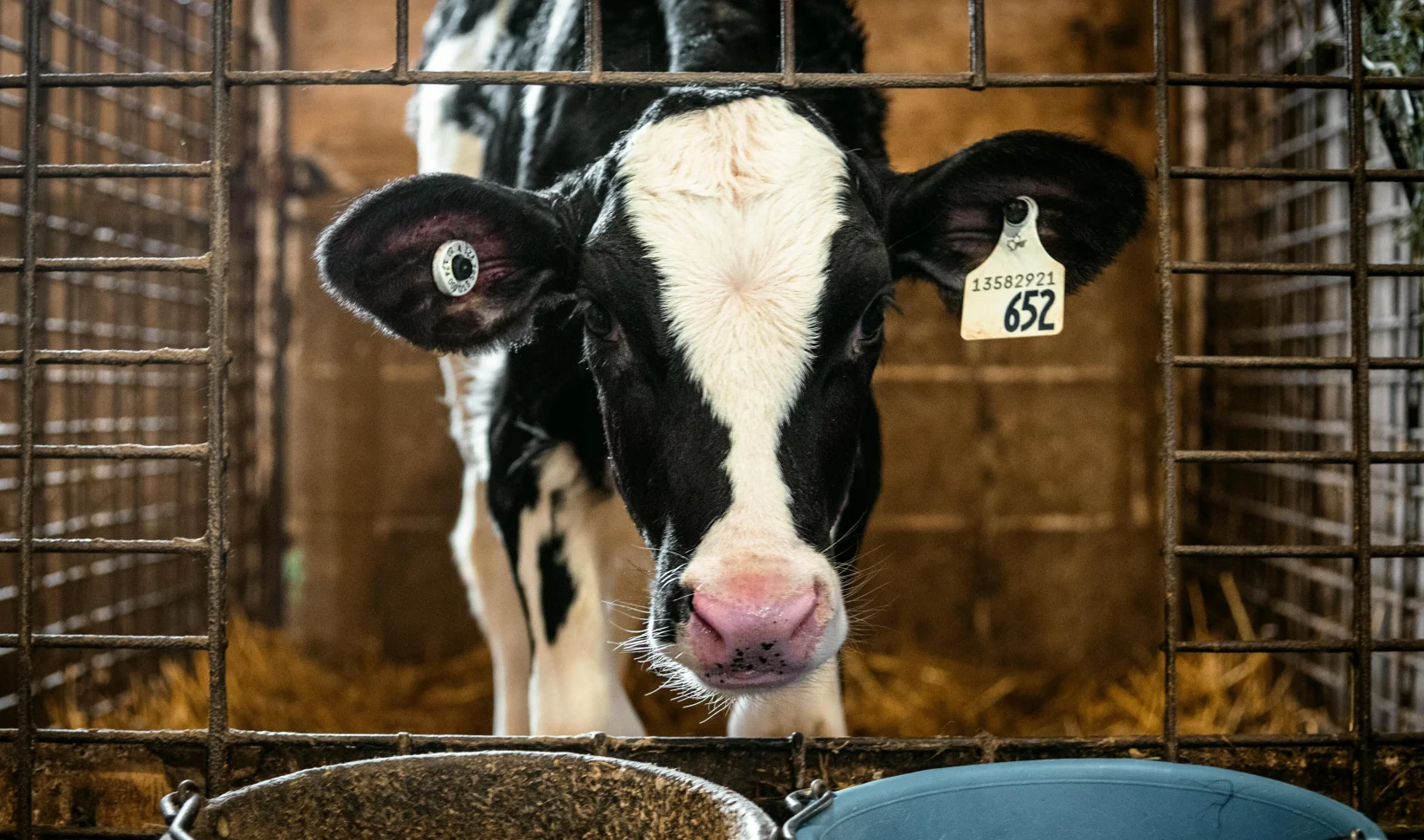Dierenleed Bij Boer Zoekt Vrouw Volgens Wakker Dier LINDA nl dierenleed-bij-boer-zoekt-vrouw-volgens-wakker-dier-linda-nl