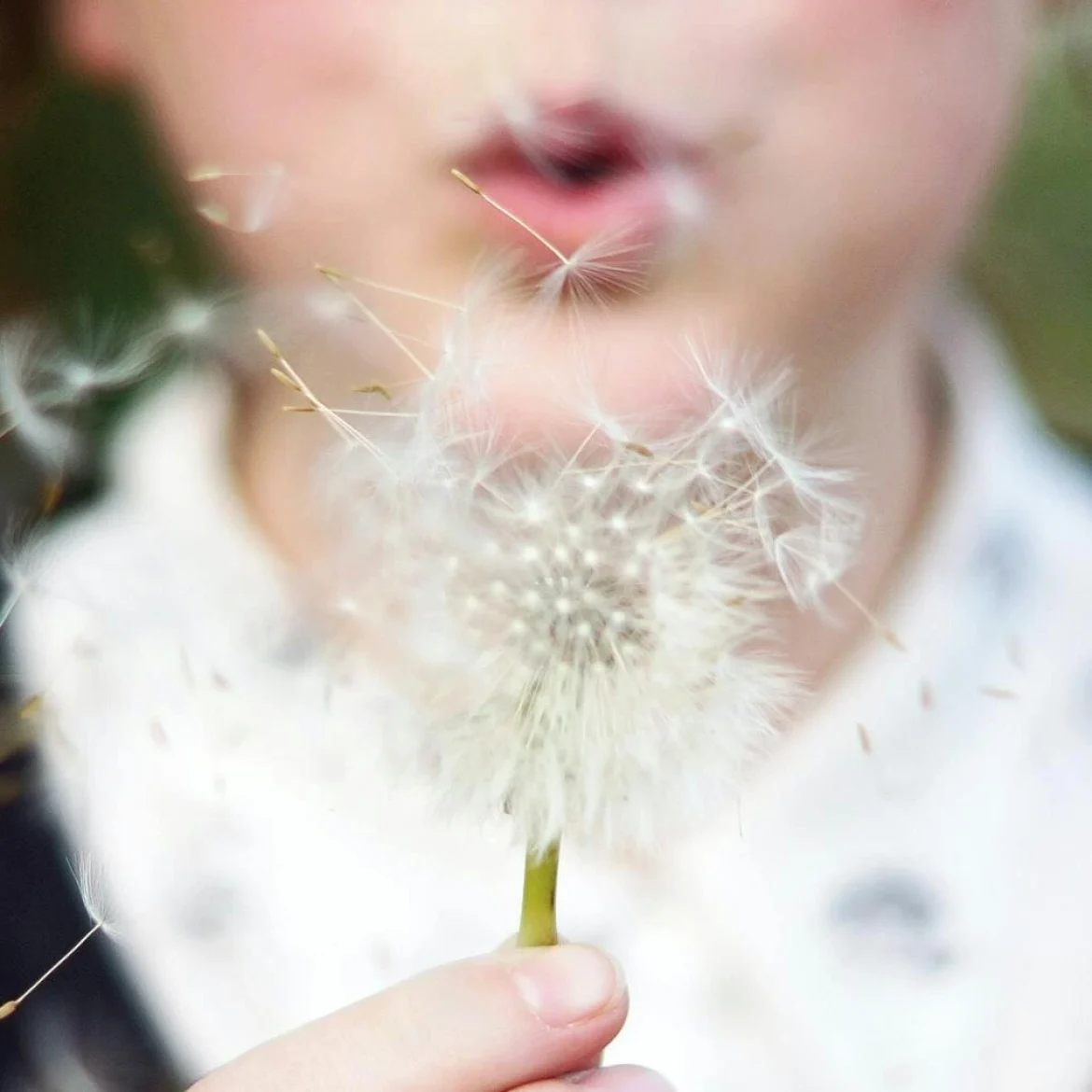 Zijn pollen gevaarlijker dan we denken? Onderzoek naar oversterfte gestart