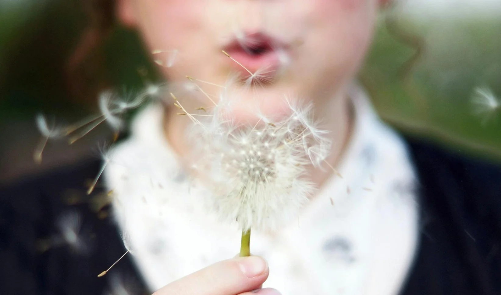 Zijn pollen gevaarlijker dan we denken? Onderzoek naar oversterfte gestart