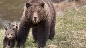 Thumbnail voor Nathalie (30) werd aangevallen door grizzlybeer: 'Uitgerekend toen haperde mijn geweer'