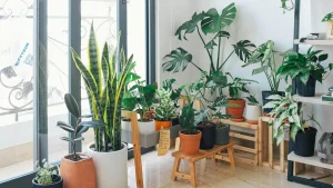 Thumbnail voor Vakantie op de planning? Met déze tips blijven jouw planten in leven terwijl je weg bent