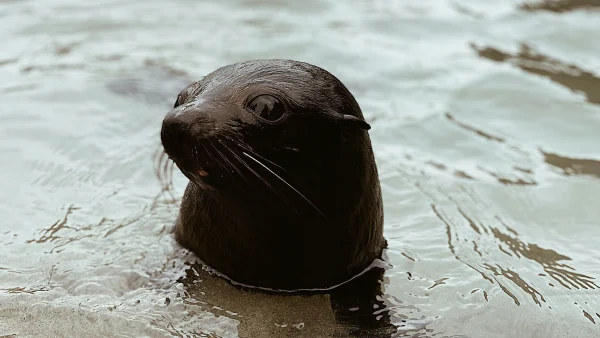 Zeehondenpup gevonden bij rave