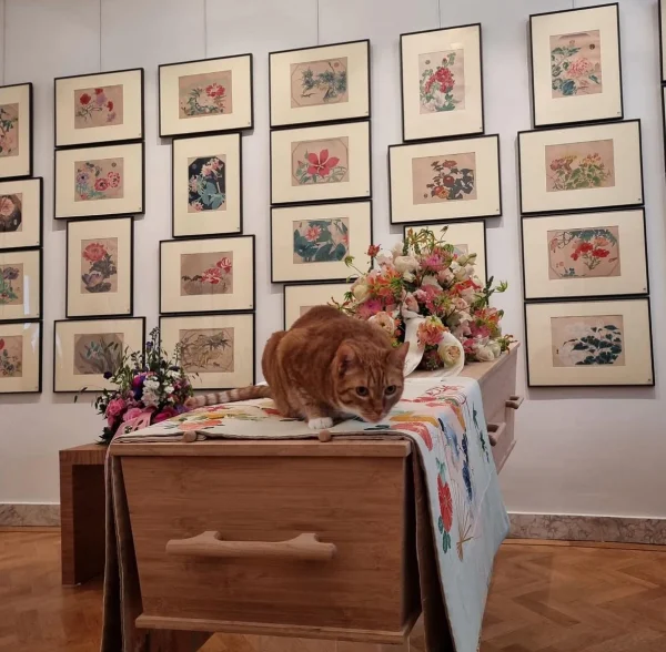 Kat bij afscheid baas, liggend op kist