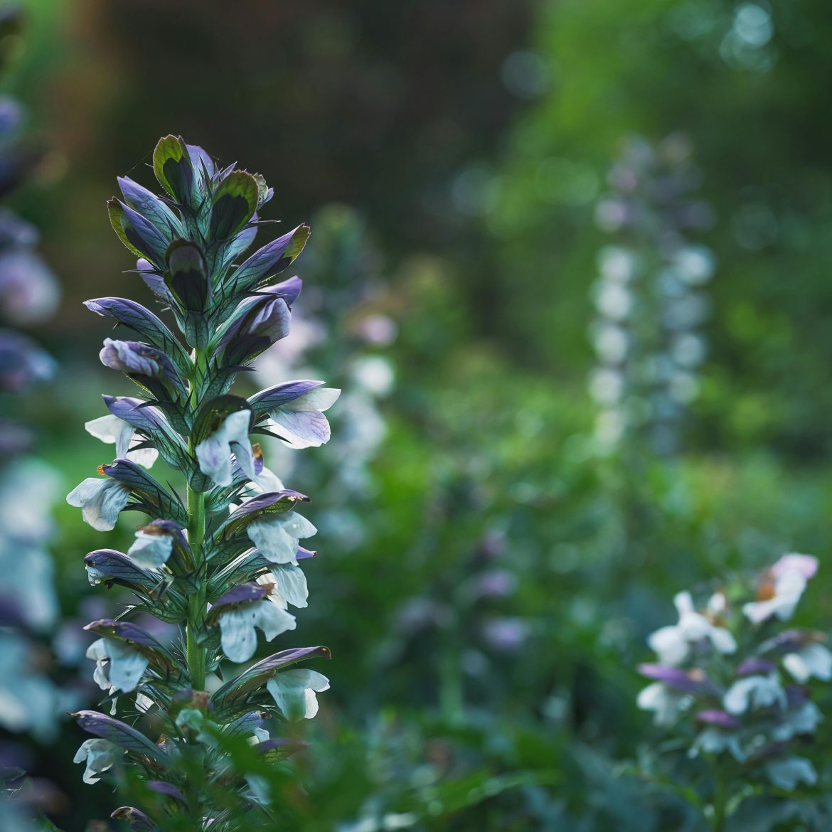 Droogtebestendige planten voor je tuin: Acanthus mollis