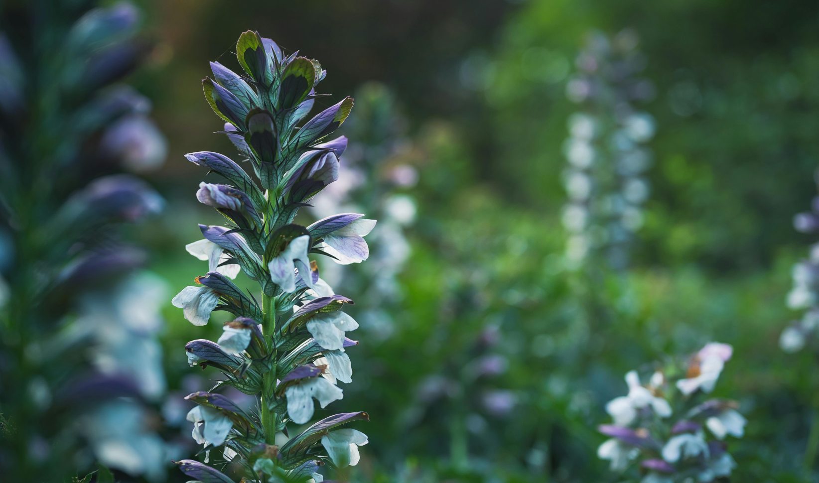 Droogtebestendige planten voor je tuin: Acanthus mollis