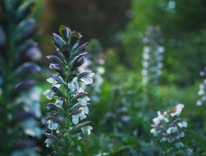 Thumbnail voor Het is een droge zomer en daarom: deze planten redden zich zónder extra water