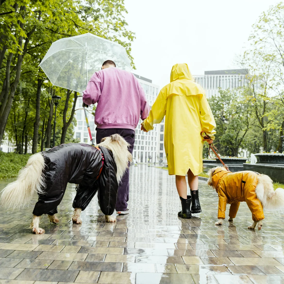 Zon weer zomer regen