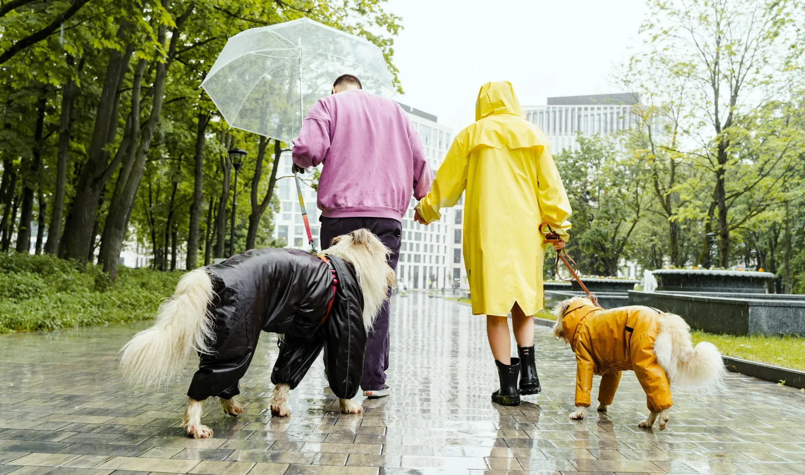 Zon weer zomer regen