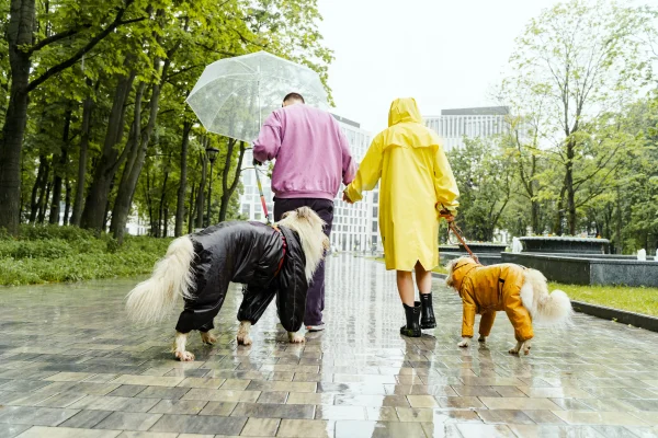 Zon weer zomer regen