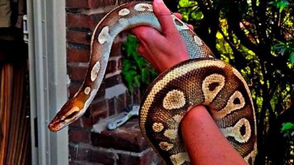 as even schrikken voor bewoners in Amsterdam Oost. Daar schrokken ze niet van een inbreker of muis in de gang, maar van Koningspython. Waarna ze de politie inschakelde.