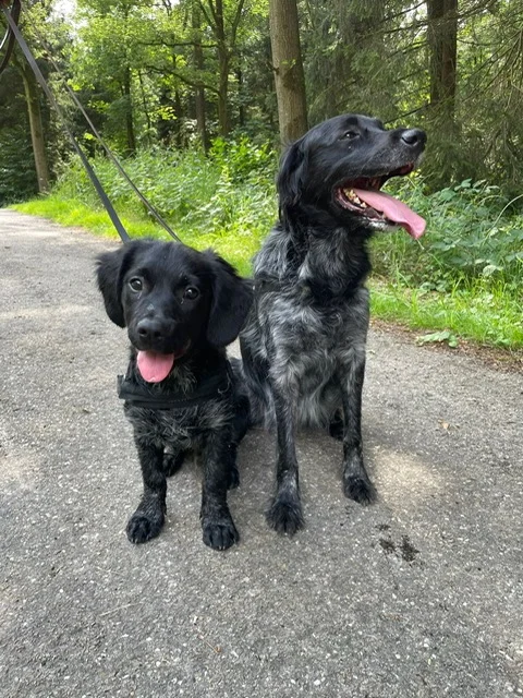 Honden van Lolkje