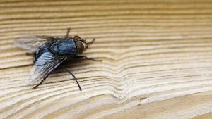 Thumbnail voor Weg met die zoemende beestjes: zo houd je vliegen uit je huis