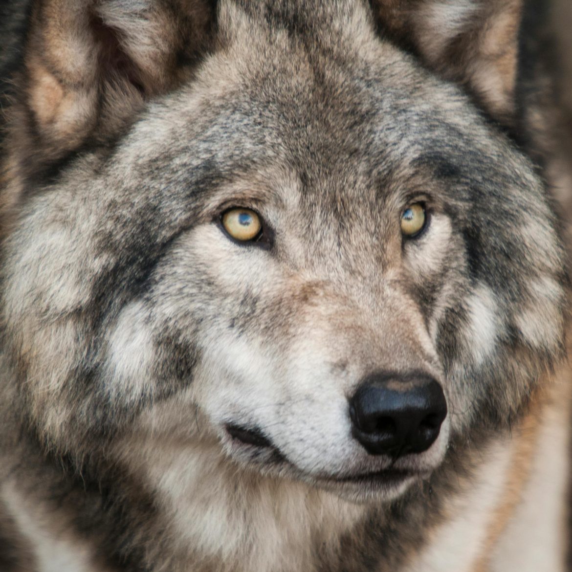 Opnieuw bijtincident in Utrechtse bossen: 'Kind tijdens spelen gebeten door wolf en bos ingesleurd'