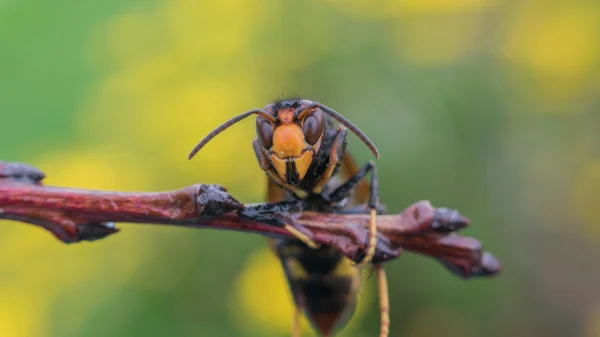 Een opvallend grote wesp in huis of tuin? Dan zou het zomaar een Aziatische hoornaar kunnen zijn. Ze zijn groter en agressiever dan gewone wespen, en hun steek kan flink pijnlijk zijn.