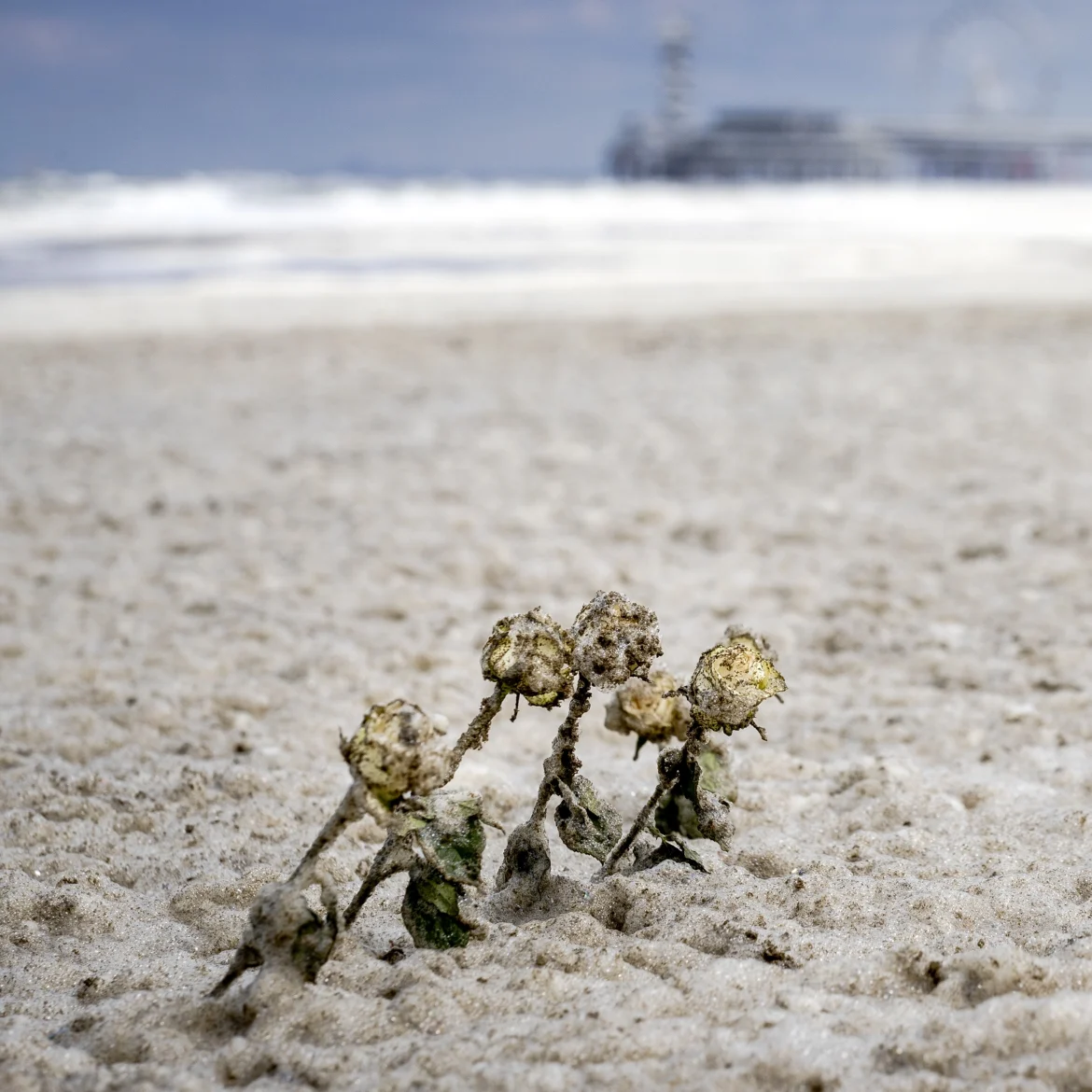 Texel zee
