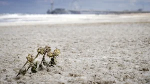 Thumbnail voor Texel in rouw om verdronken Kamila (27), eilandbewoners starten crowdfunding voor begrafenis