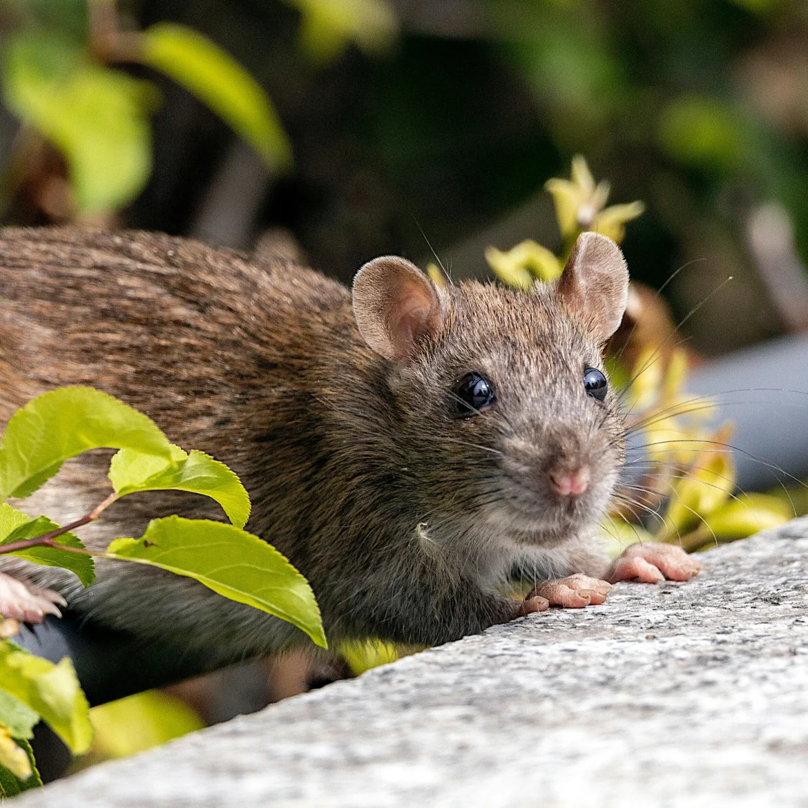 Ratten zo groot als huiskatten duiken op: ‘De wolf is een lieverdje in vergelijking met de rat’