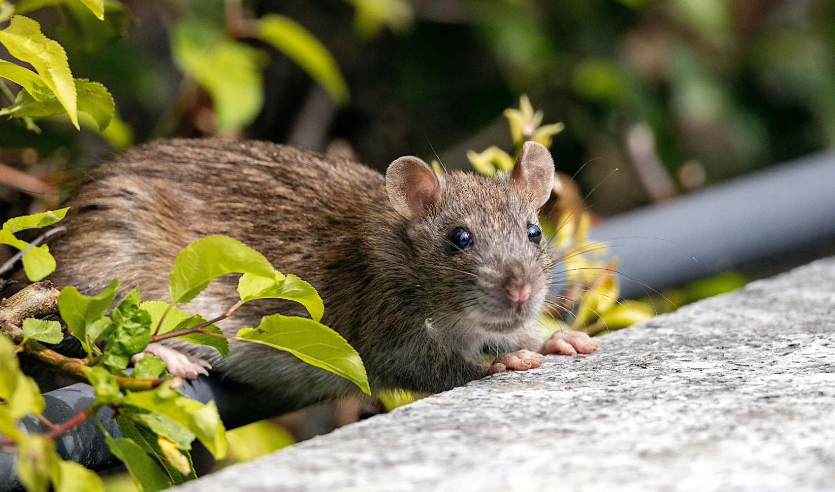Ratten zo groot als huiskatten duiken op: ‘De wolf is een lieverdje in vergelijking met de rat’