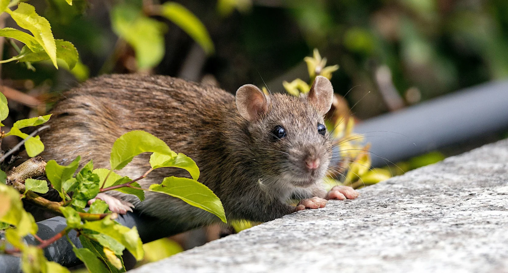 Ratten zo groot als huiskatten duiken op: ‘De wolf is een lieverdje in vergelijking met de rat’