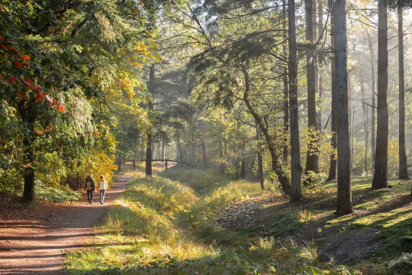 Vrouw wandelt in bos na overnachten in het groen