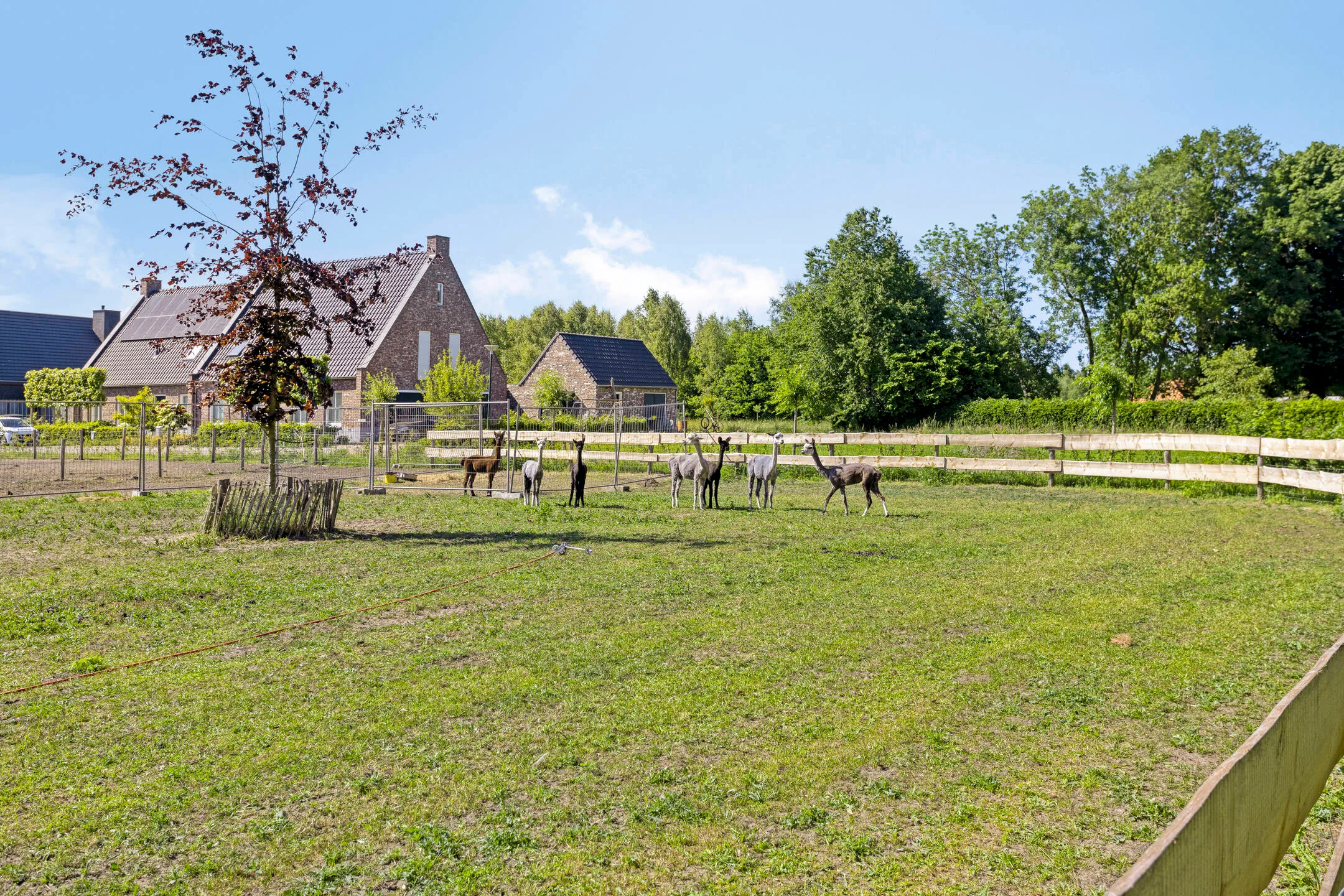 alpacas, Noord-Brabant