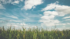 Zomers weer dit weekend
