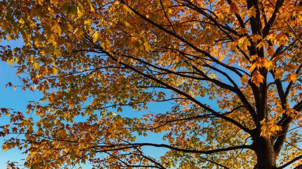 zonnig herfstweer