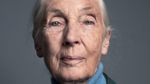 Thumbnail voor Jane Goodall: de vrouw die ons leerde dat chimpansees – en wijzelf – meer voelen dan we dachten