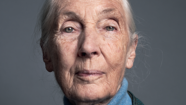 Primatoloog Jane Goodall overleed aan een hartstilstand