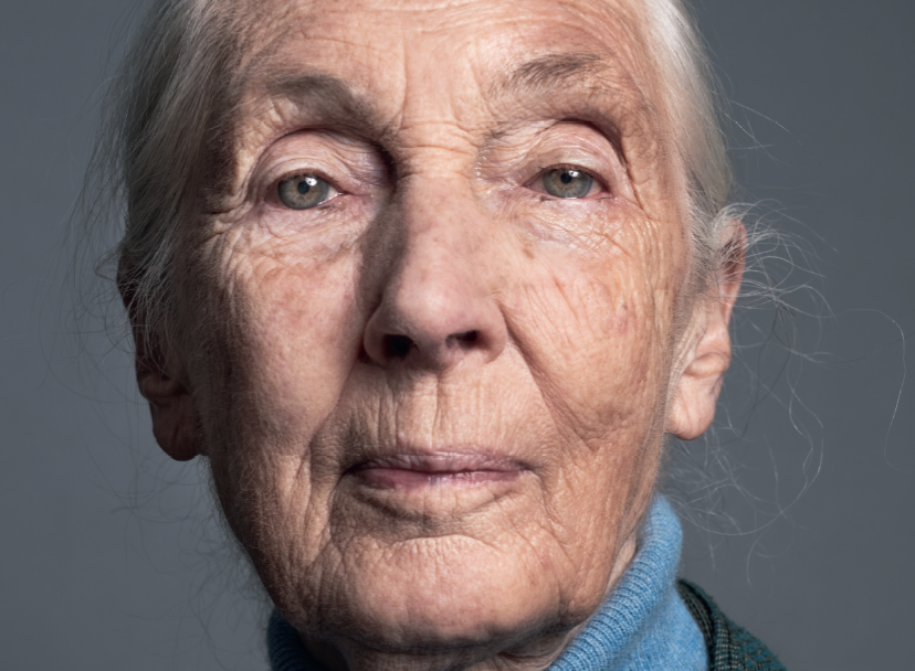 Jane Goodall: de vrouw die ons leerde dat chimpansees – en wijzelf – meer voelen dan we dachten