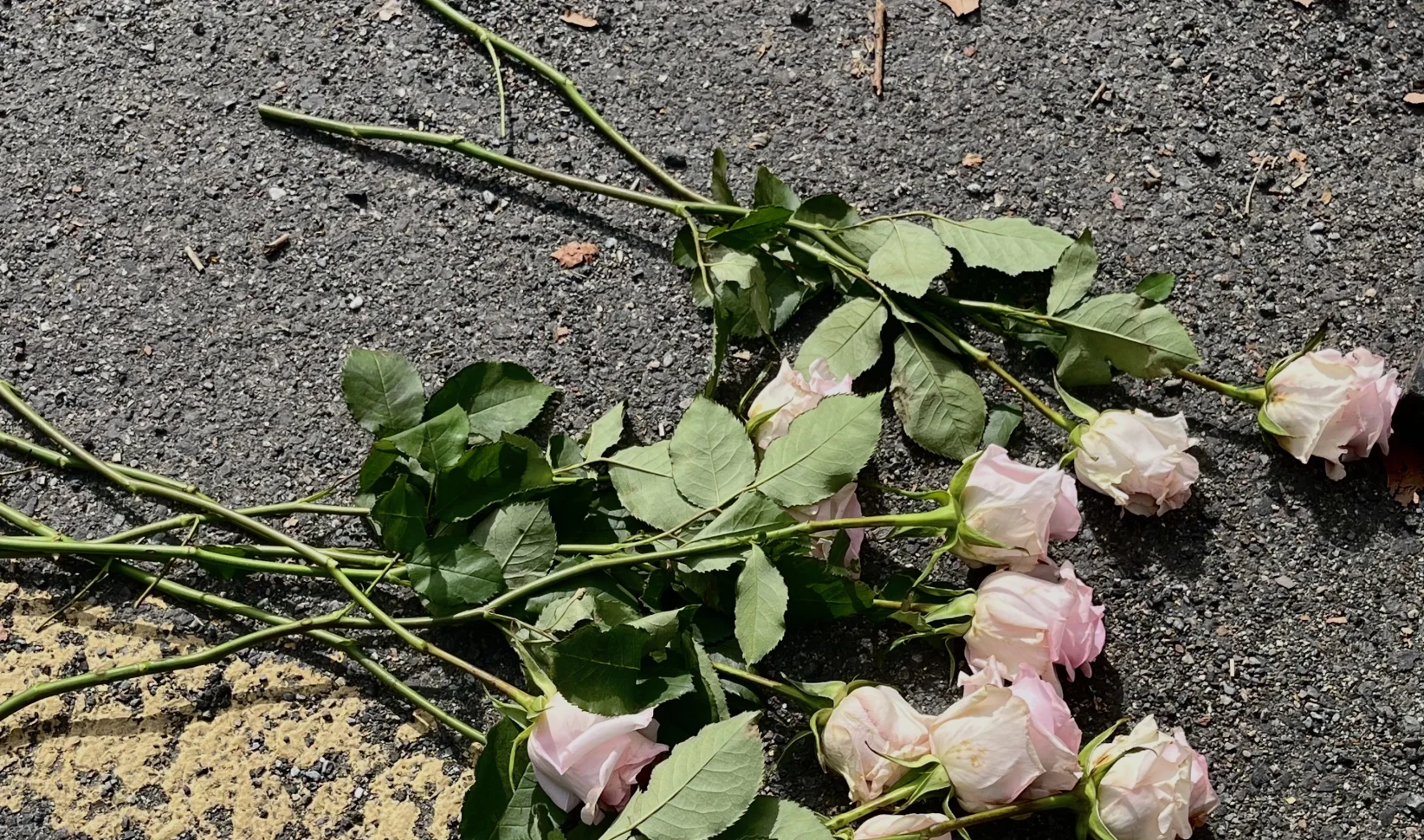 alternatieven begraven cremeren onderzocht