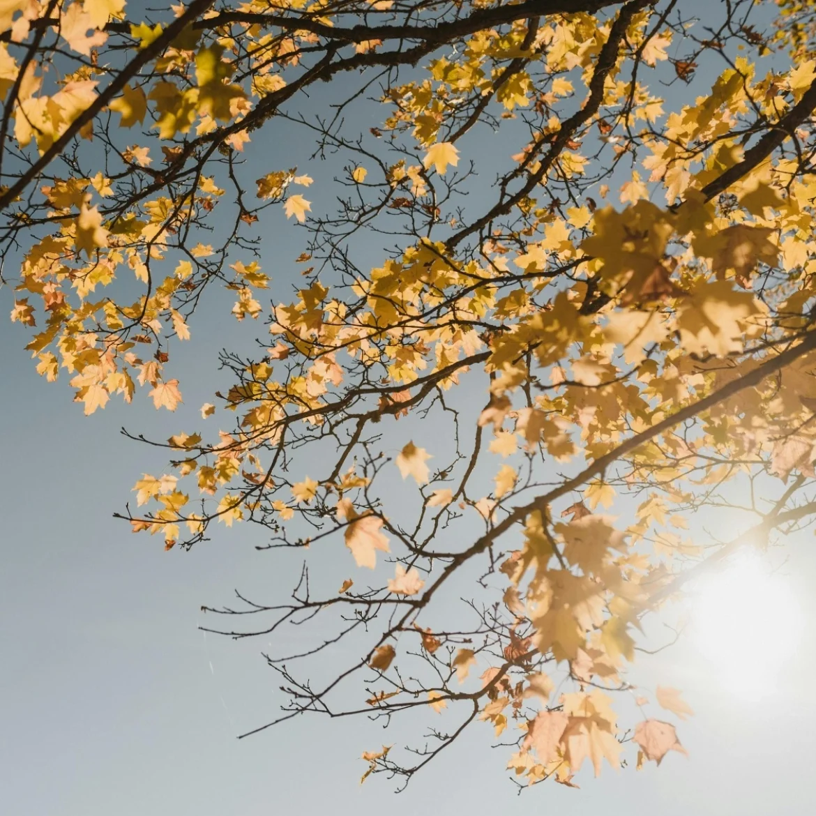 Herfstweer