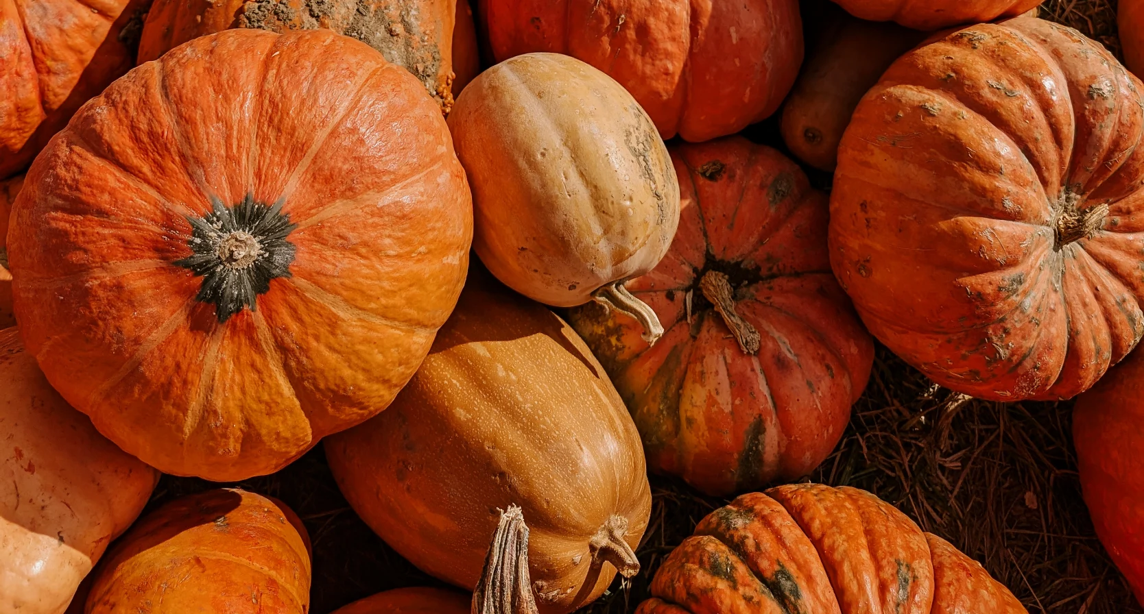 Pompoen