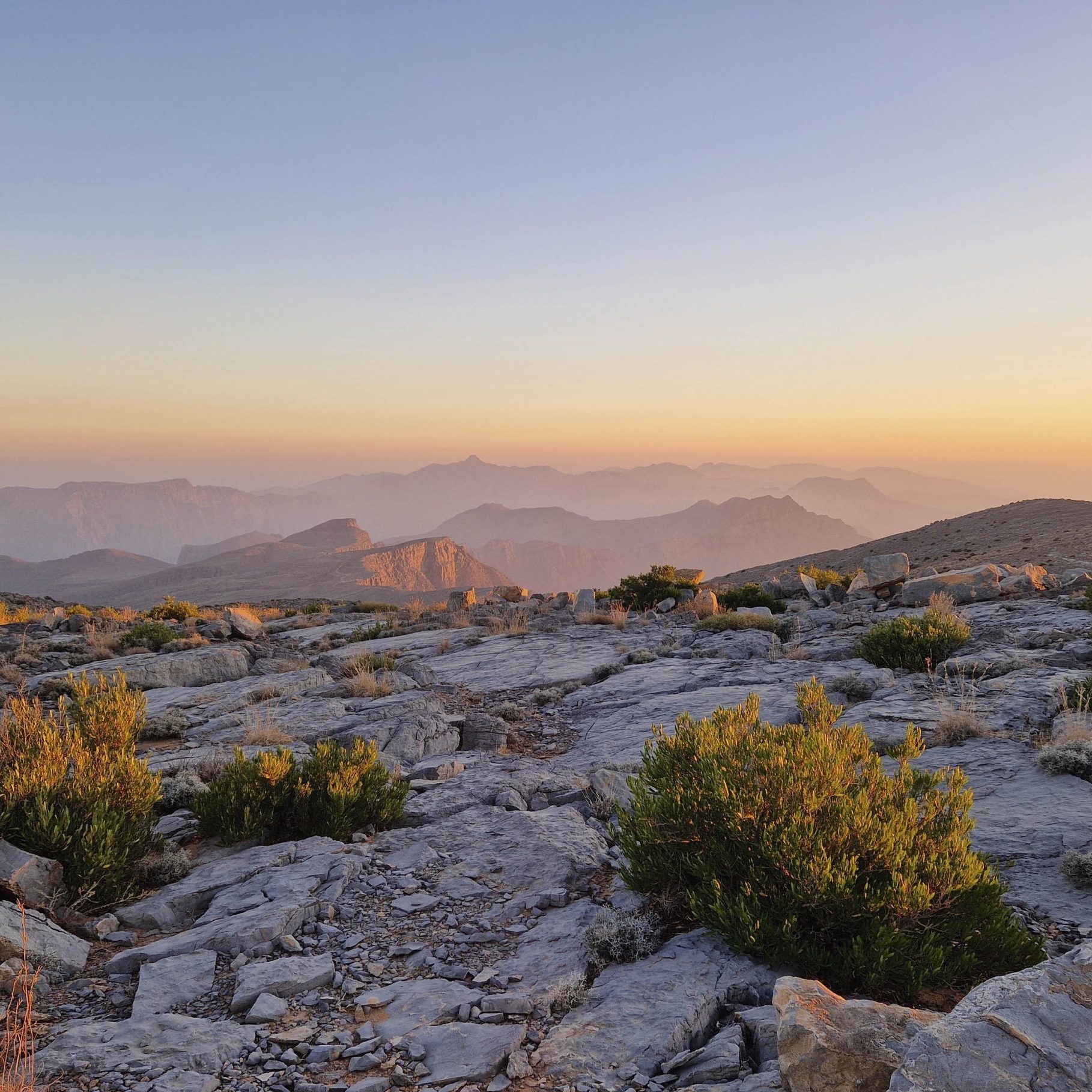 ‘Vanuit het zwembad zien we Arabische zandgazelles en oryxen grazen’