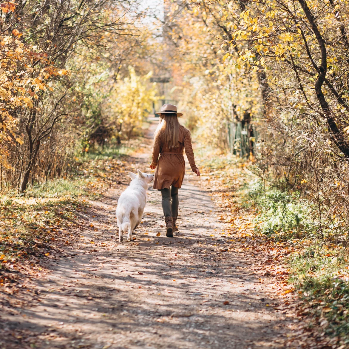 Vrouw wandelt met hond in de herfst, de zon schijnt
