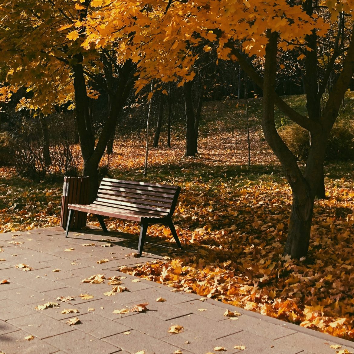 lente in november, bankje in park