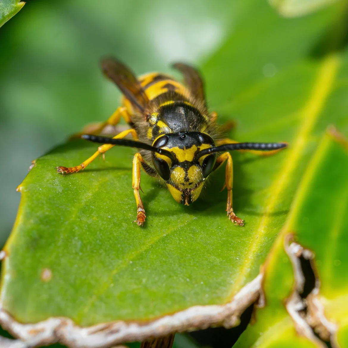 Vader en zoon doodgestoken door wespen