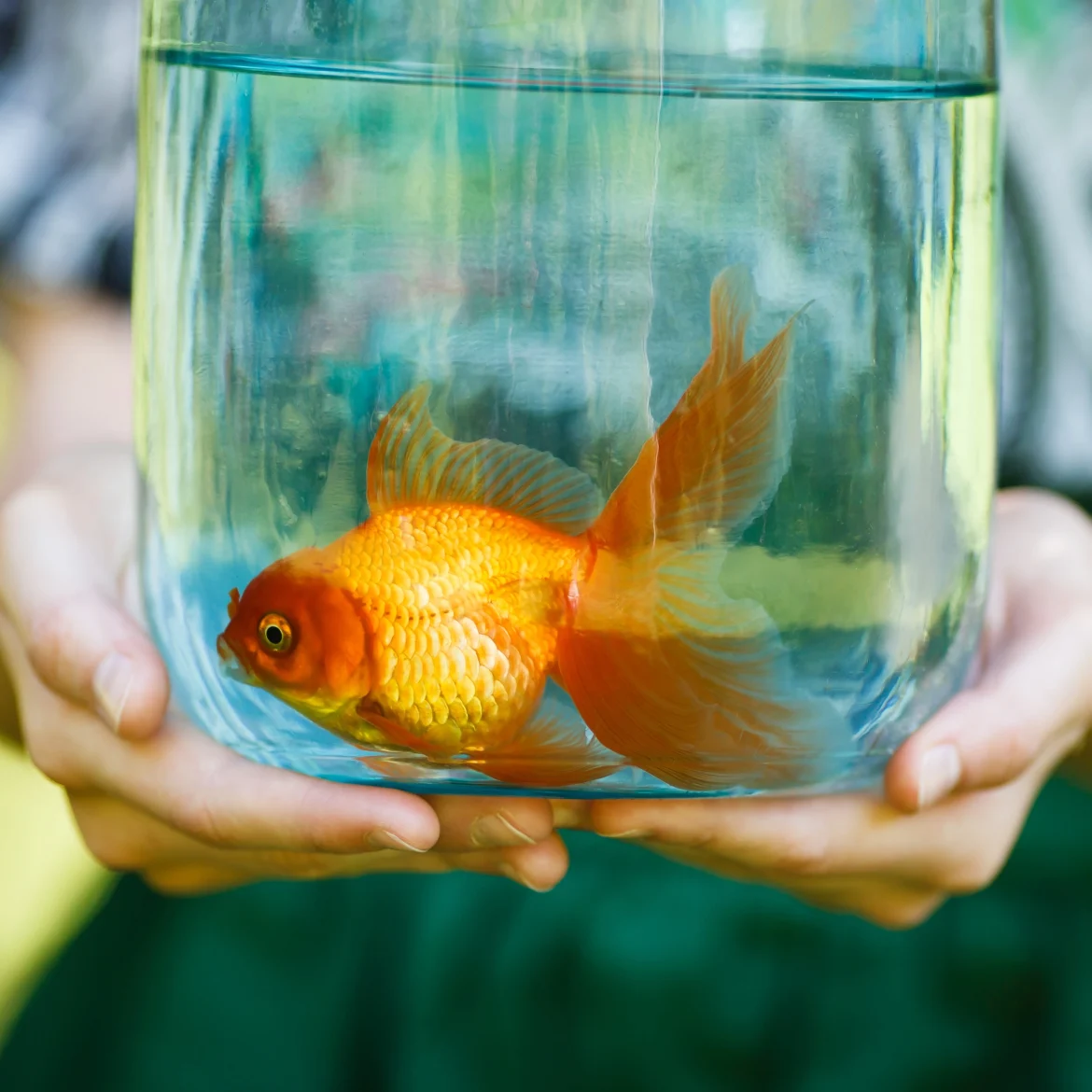 Merel doodde de geliefde vis van zus