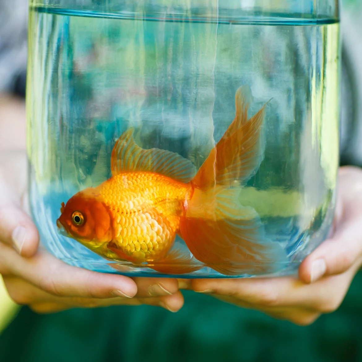 Merel doodde de geliefde vis van zus