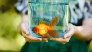 Thumbnail voor Merel doodde per ongeluk de geliefde vis van haar zus, maar gaf dat niet toe: 'Ze stond te huilen naast het toilet'