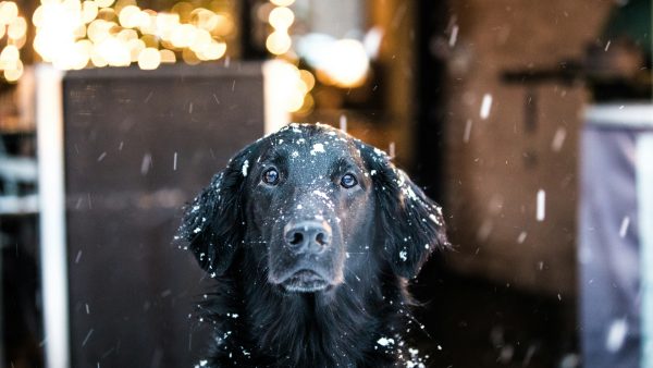 hond in de sneeuw in december