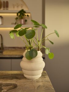 plants & flower foundation holland