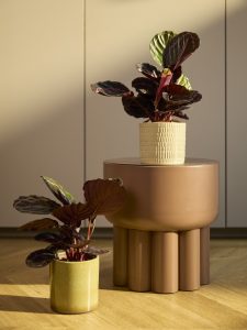 plants & flower foundation holland