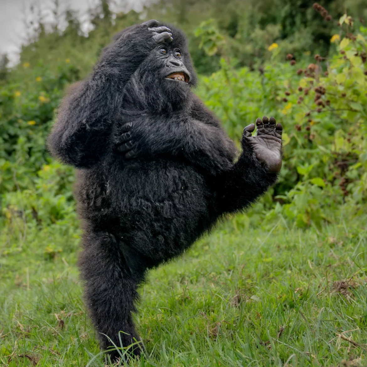 Mark Meth Cohn Nikon Comedy Wildlife Awards